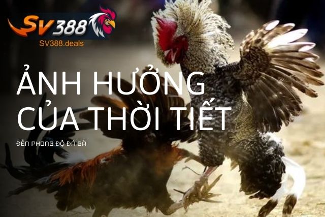 Ảnh Hưởng Của Thời Tiết Đến Phong Độ Gà Đá: Bạn Có Biết?