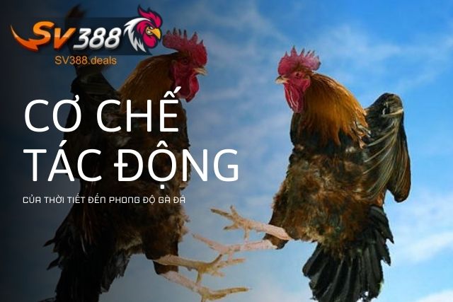 Cơ chế tác động của thời tiết 