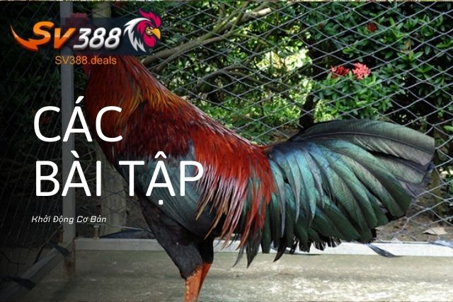 Các Bài Tập Khởi Động Cơ Bản