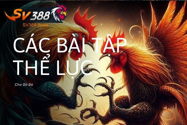 Các Bài Tập Thể Lực Cho Gà Đá Mà Bạn Không Thể Bỏ Lỡ