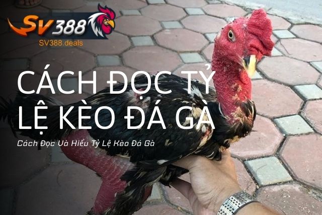 Cách Đọc Và Hiểu Tỷ Lệ Kèo Đá Gà