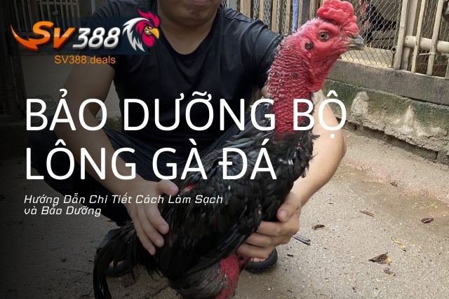 Cách Làm Sạch Và Bảo Dưỡng Bộ Lông Cho Gà Đá: Hướng Dẫn Chi Tiết