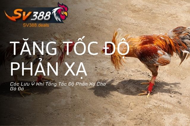 Các Lưu Ý Khi Tăng Tốc Độ Phản Xạ Cho Gà Đá