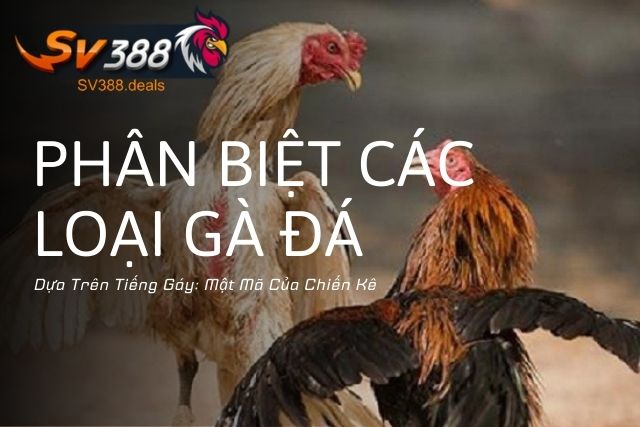 Cách Phân Biệt Các Loại Gà Đá Dựa Trên Tiếng Gáy: Mật Mã Của Chiến Kê