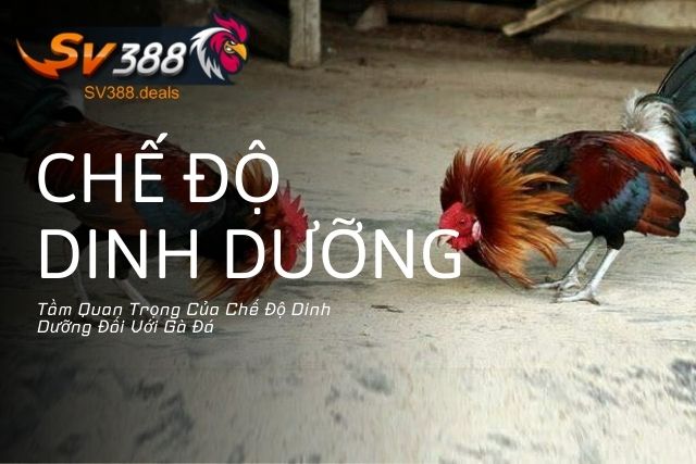 Tầm Quan Trọng Của Chế Độ Dinh Dưỡng Đối Với Gà Đá