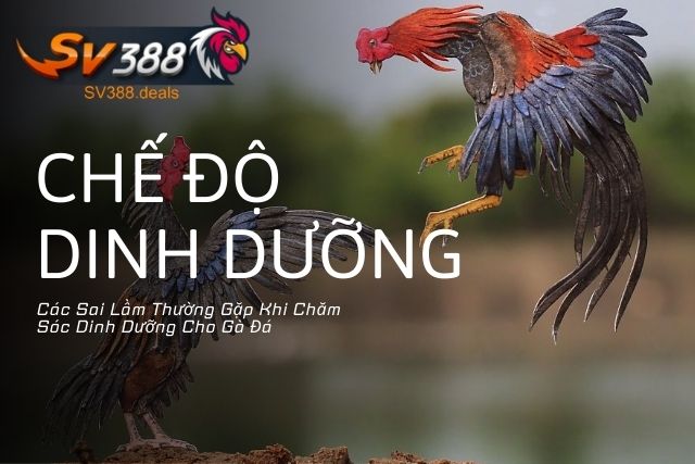 Các Sai Lầm Thường Gặp Khi Chăm Sóc Dinh Dưỡng Cho Gà Đá