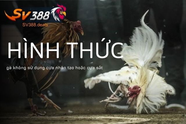 Hình thức không sử dụng cựa nhân tạo hoặc cựa sắt