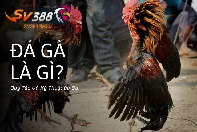 Quy Tắc Và Kỹ Thuật Đá Gà