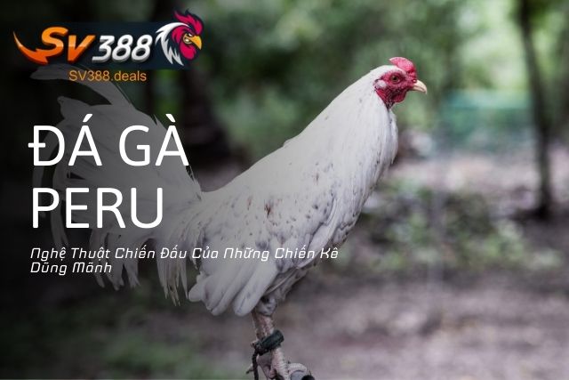 Đá Gà Peru: Nghệ Thuật Chiến Đấu Của Những Chiến Kê Dũng Mãnh