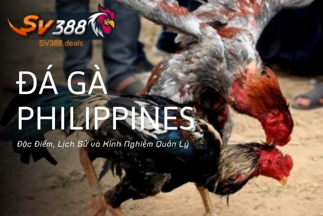 Đá Gà Philippines: Đặc Điểm, Lịch Sử và Kinh Nghiệm Quản Lý