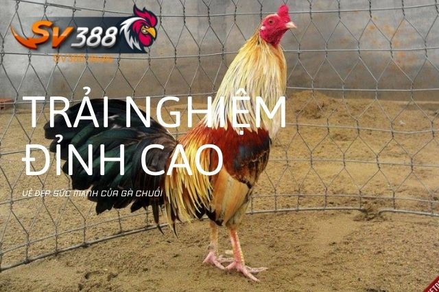 Vẻ Đẹp Và Sức Mạnh Gà Chuối: Trải Nghiệm Đỉnh Cao Của Môn Đá Gà