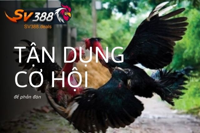 Tận dụng cơ hội để phản đòn