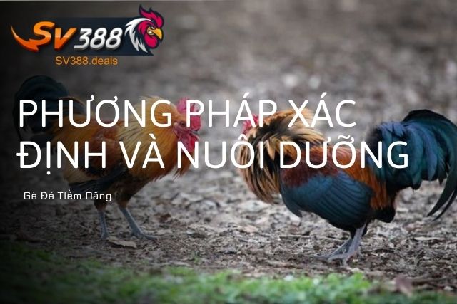 Phương Pháp Xác Định Và Nuôi Dưỡng Gà Đá Tiềm Năng