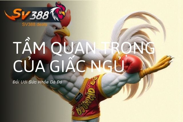 Tầm Quan Trọng Của Giấc Ngủ Đối Với Sức Khỏe Gà Đá