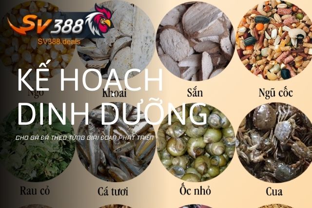 Kế hoạch dinh dưỡng cho gà đá theo từng giai đoạn phát triển