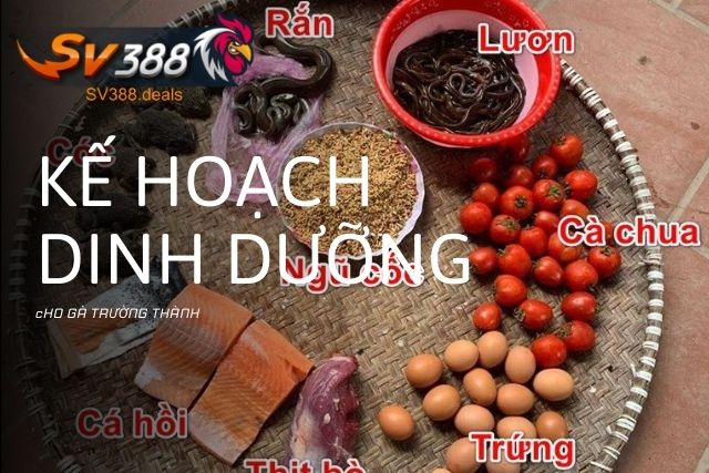 Chế độ dinh dưỡng cho gà trưởng thành