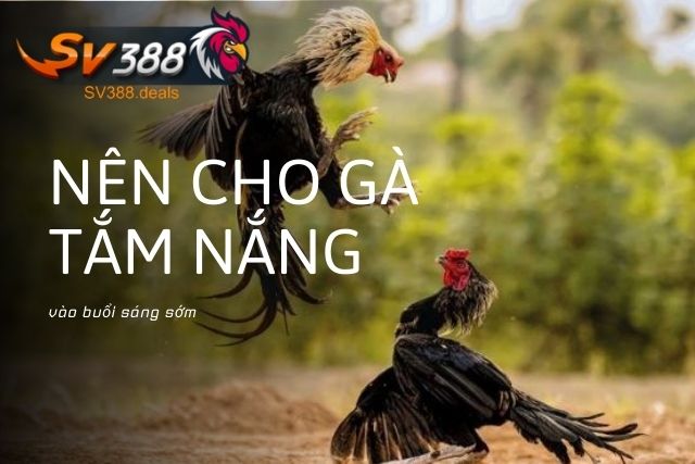 Nên cho gà tắm nắng hàng ngày vào buổi sáng sớm