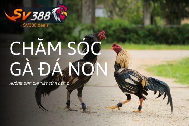 Kỹ Thuật Chăm Sóc Gà Đá Non: Hướng Dẫn Chi Tiết Từ A Đến Z