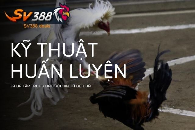 Hướng Dẫn Kỹ Thuật Huấn Luyện Gà Đá Tập Trung Vào Sức Mạnh Đòn Đá