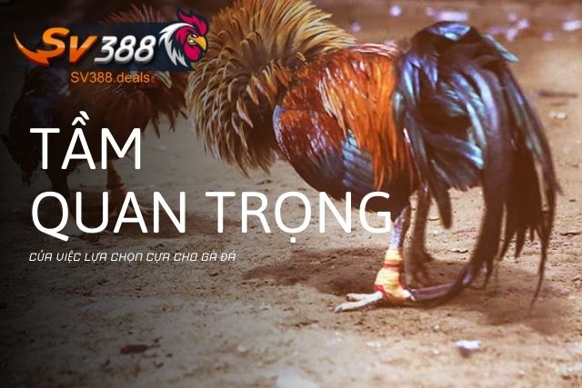 Tầm quan trọng của việc lựa chọn cựa