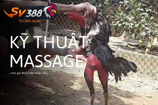 Kỹ thuật massage cho gà đá trước trận đấu