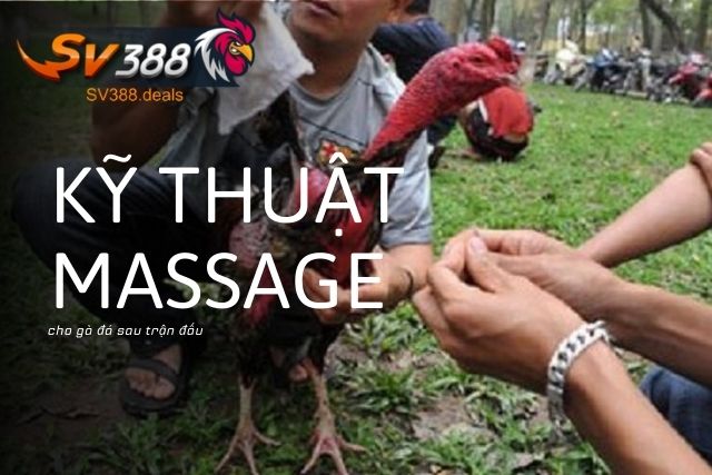 Kỹ thuật massage cho gà đá sau trận đấu