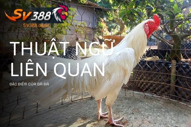 Các thuật ngữ liên quan đến đặc điểm của gà đá