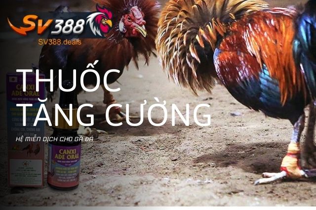 Thuốc tăng cường hệ miễn dịch cho gà đá