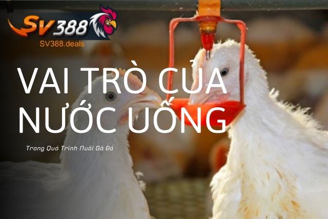 Vai Trò Của Nước Uống Trong Quá Trình Nuôi Gà Đá Là Gì?